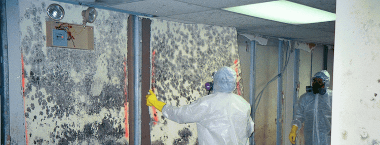 mold removal fort Lauderdale