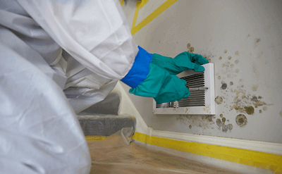 mold remediation hallandale