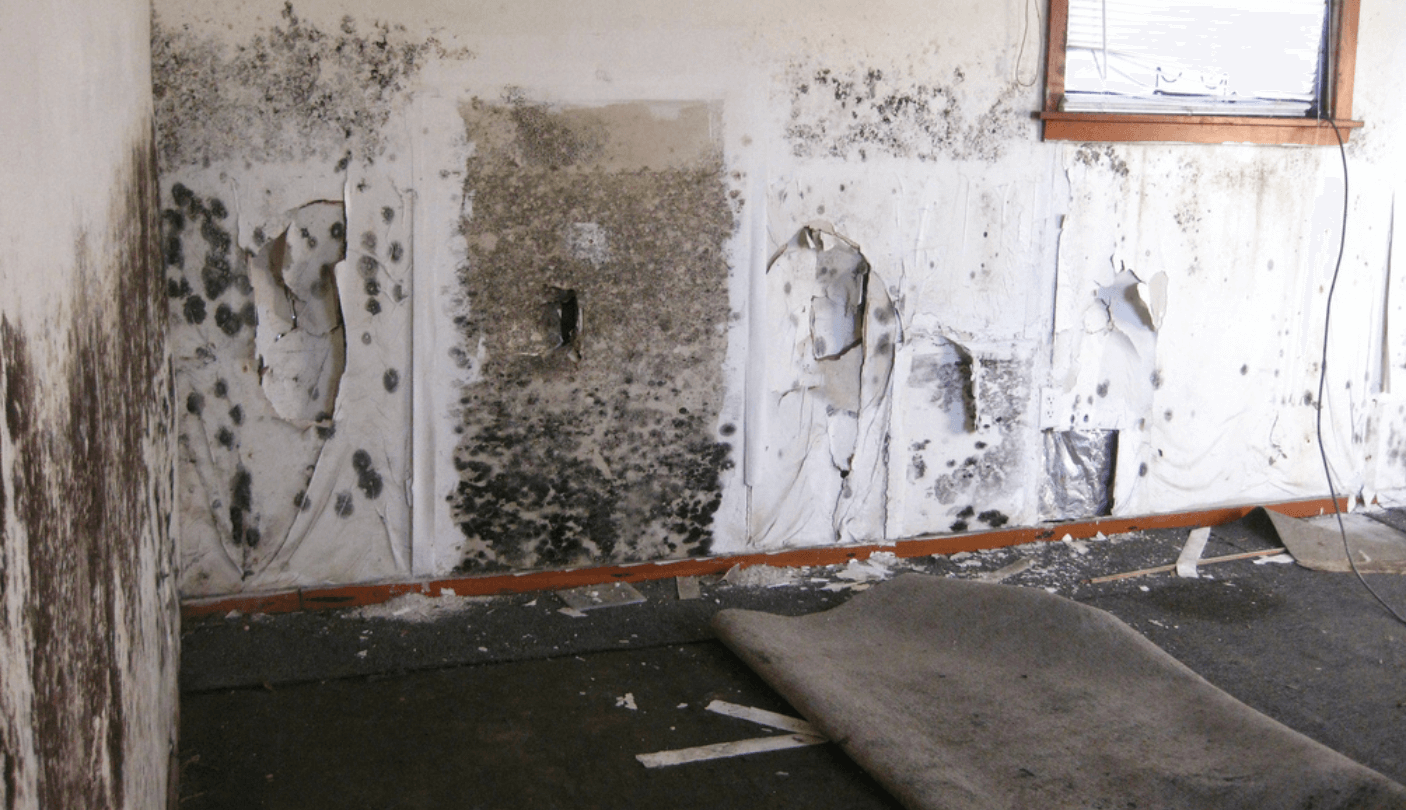 How to prevent mold growth