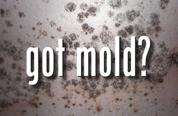 mold remediation