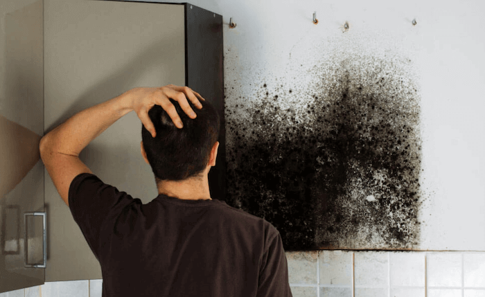 What Causes Mold And How To Prevent It Mold Remediation Tips